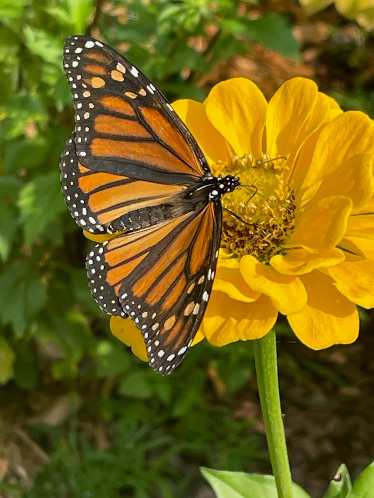 Monarch butterfly on a dark yellow zinnia flower.